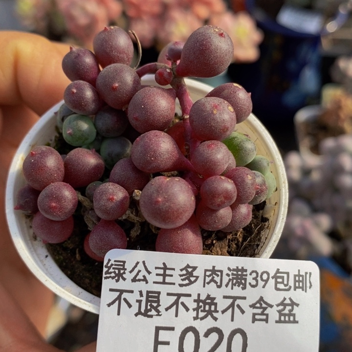 紫泡泡5cm020多肉植物