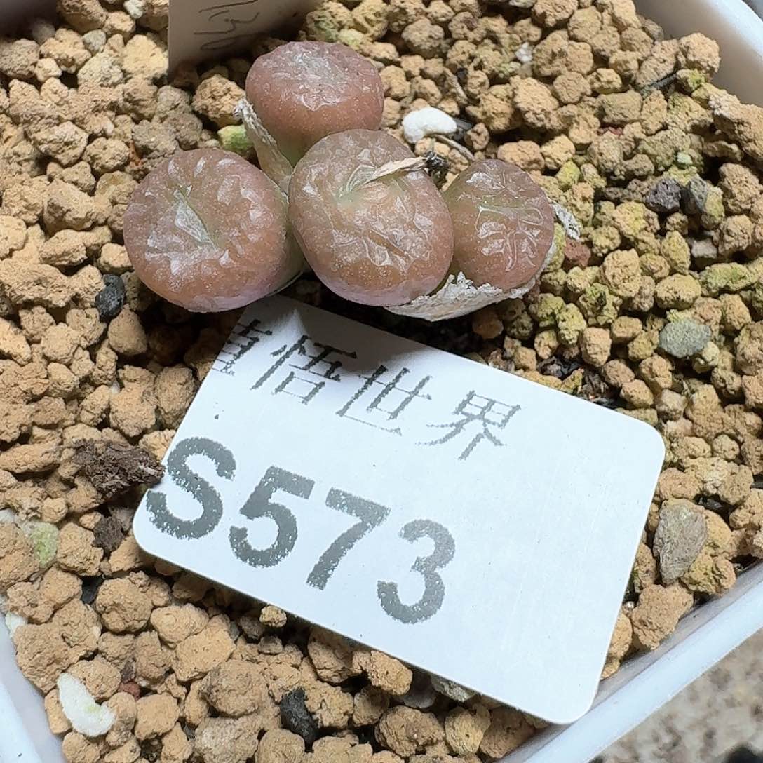 573号多肉植物哇c g