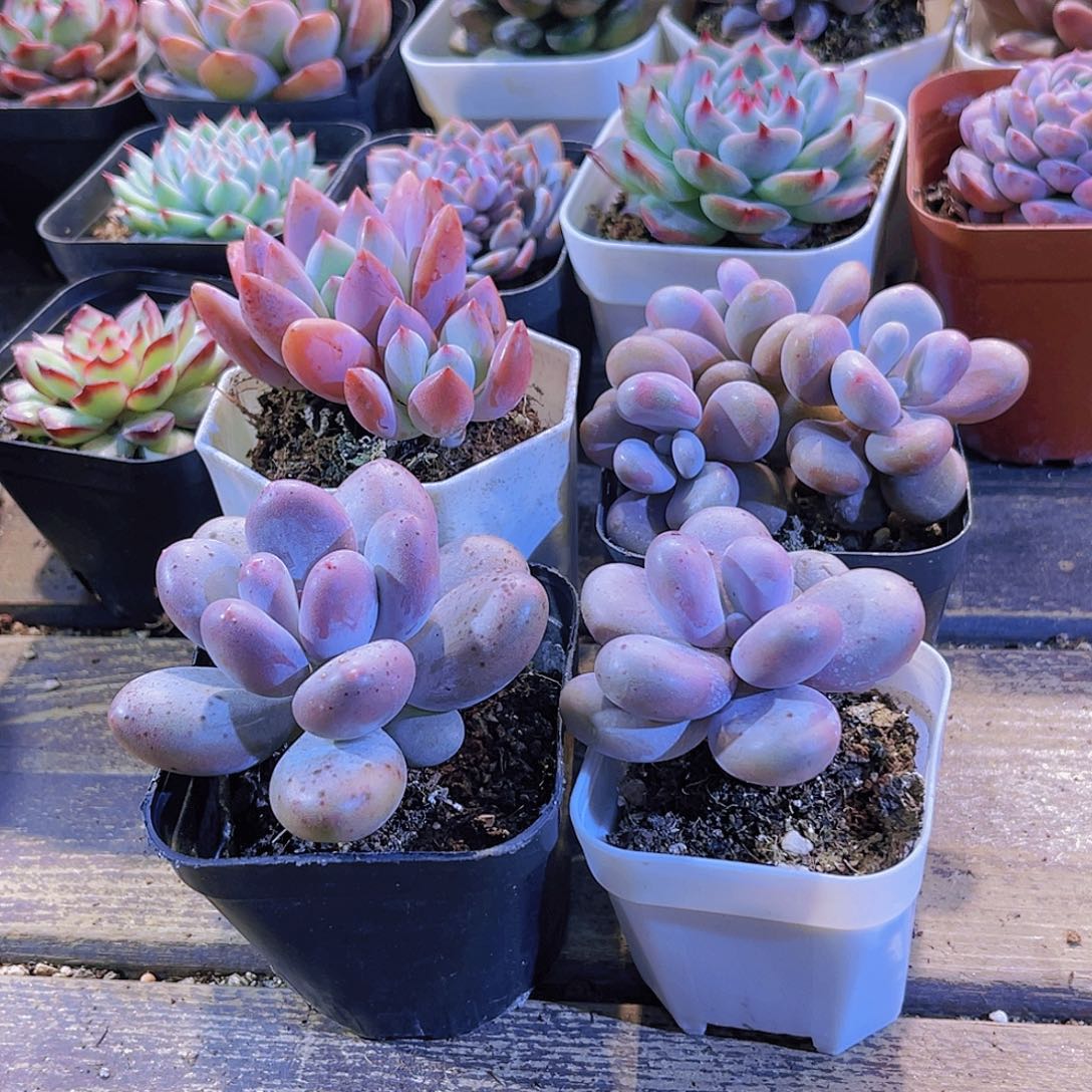 奥普。他美人。奶酪。桃蛋