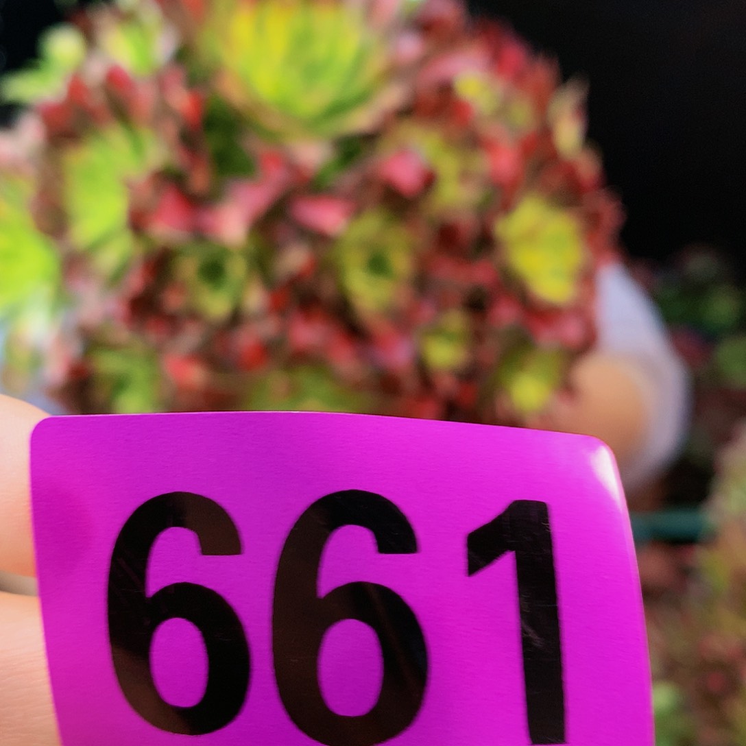 sssssssssssssssssssssss661