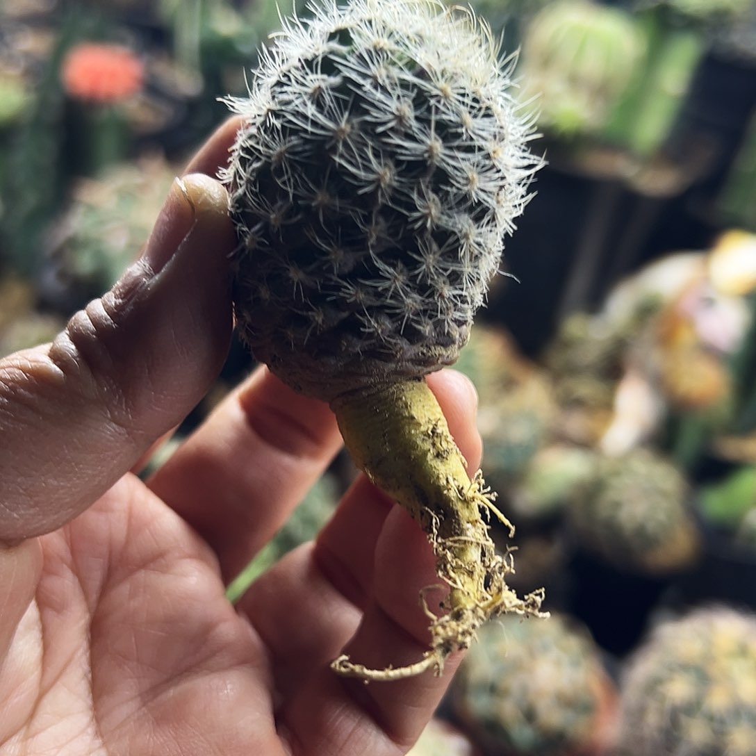 银翁仙人球1111111