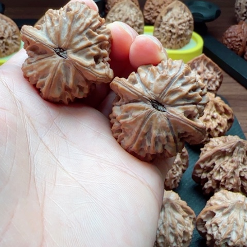 诉***寻核桃陕西秦岭野生佛肚鸡心37+