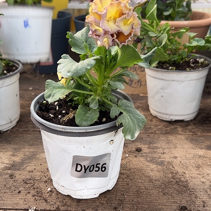 大部分花苞少量开放056号棕榈泉
