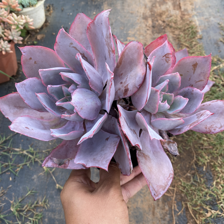 双头晚霞多肉植物脱土发货
