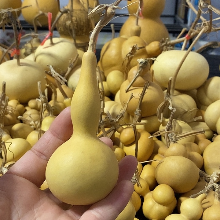 葫芦的颜色很好看