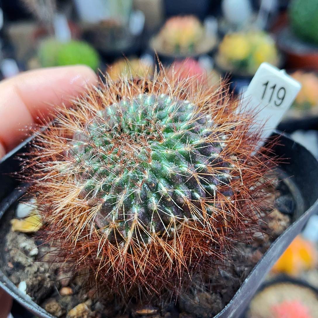 非偏远地区满25发货仙人球