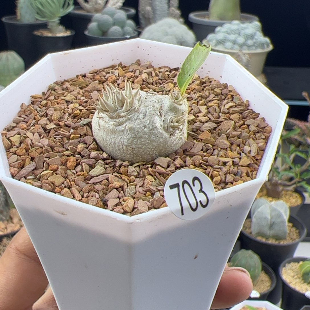 惠比须笑一物一拍703