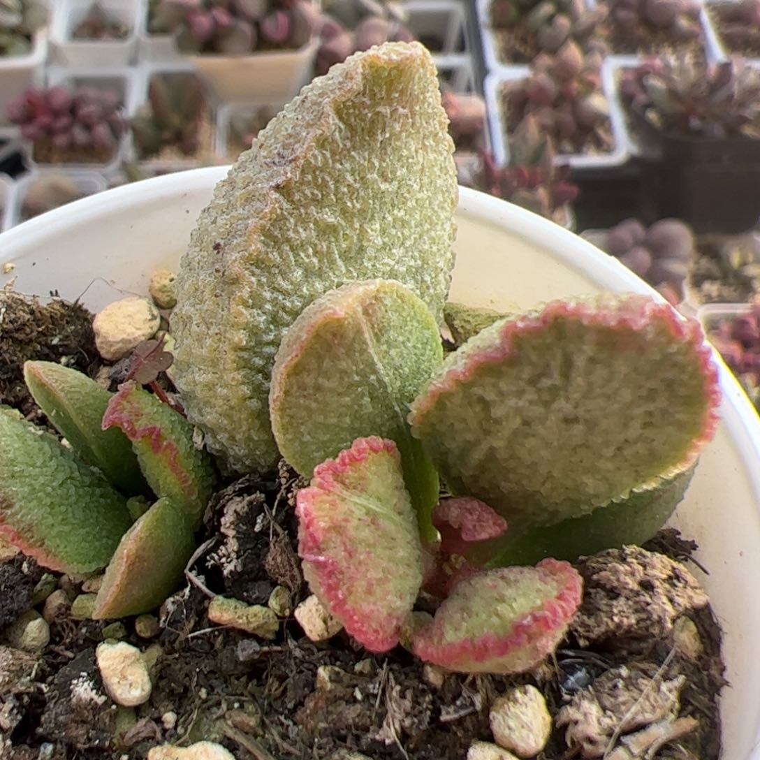 爱丽丝大苗多肉植物水泡