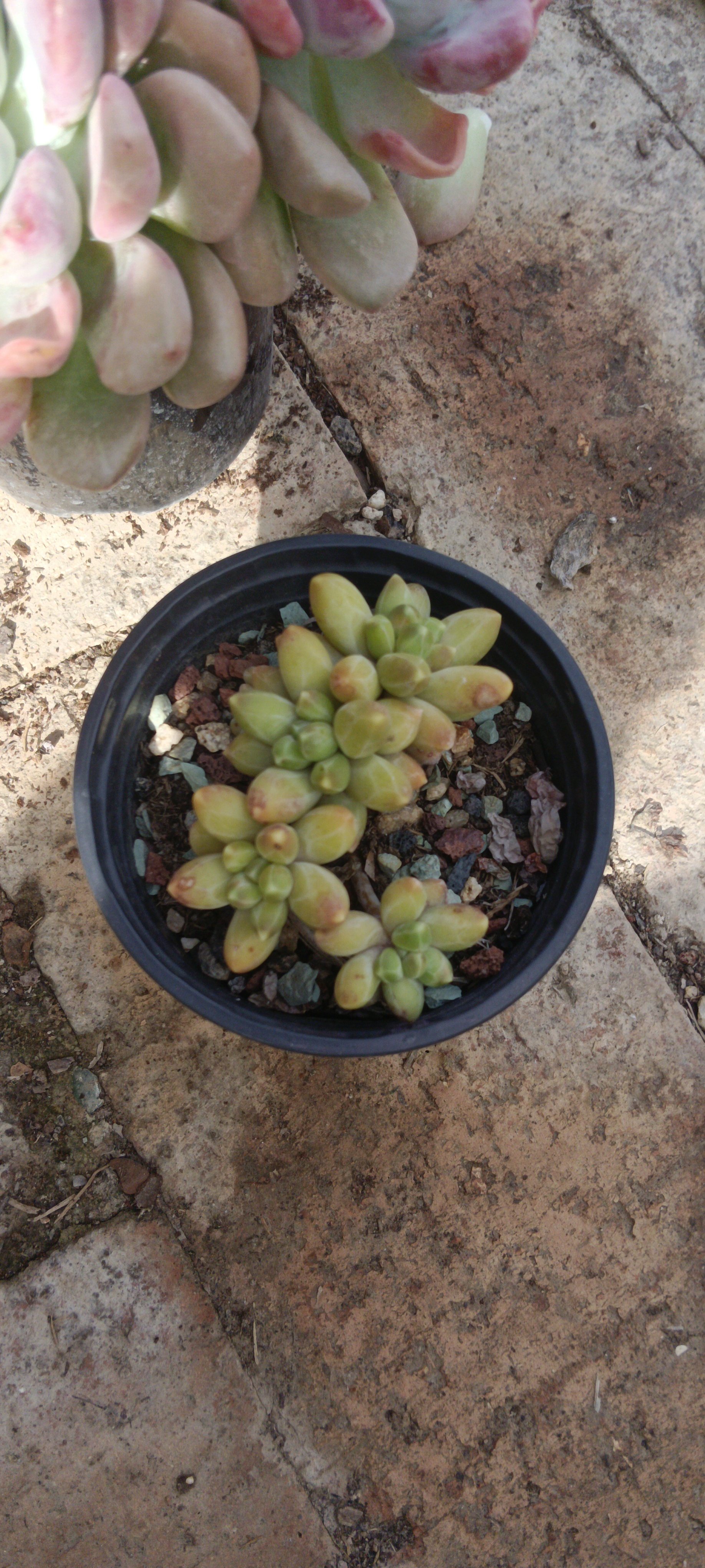 一物一拍   千代田之松