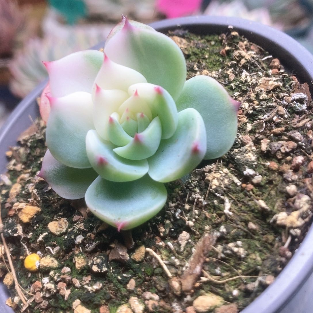 040锦锦锦锦锦锦锦锦
