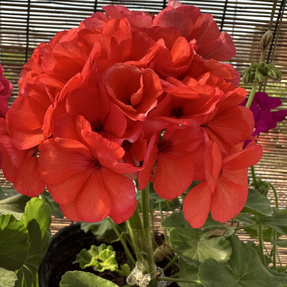 直立天竺葵【珊瑚红】