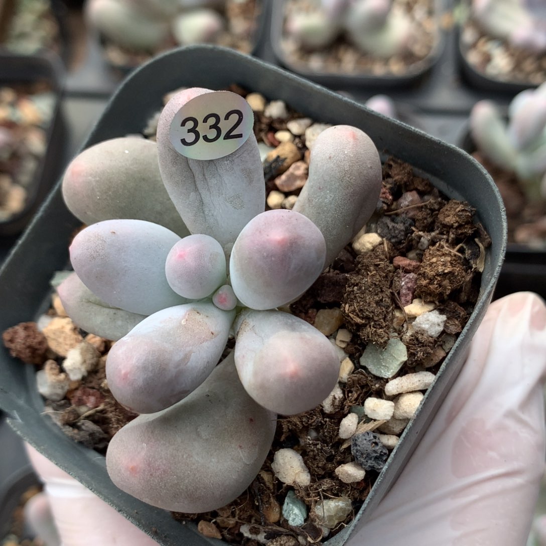 米可奶酪多肉332