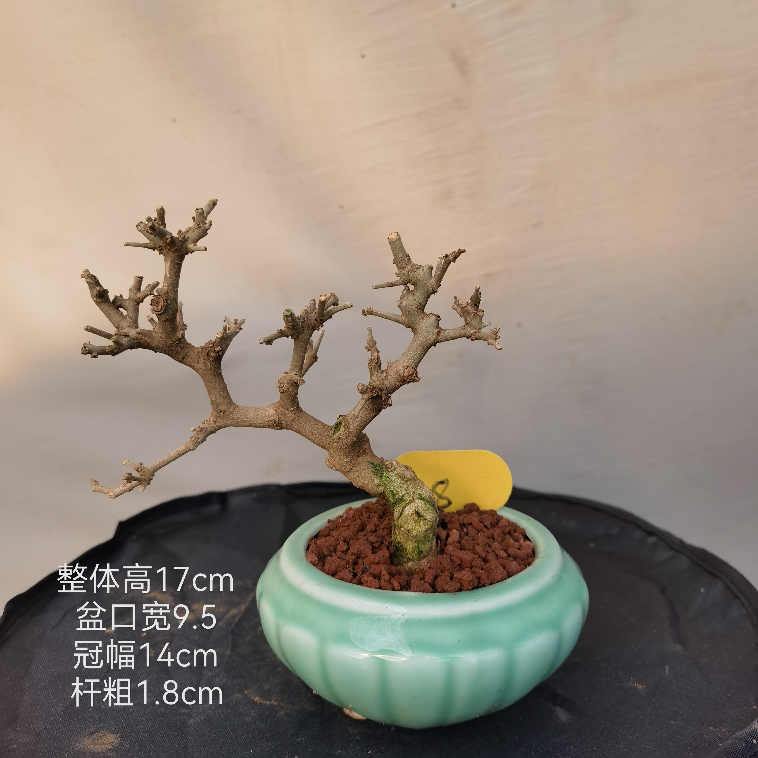 对节白蜡盆景茶台小老桩绿植装饰