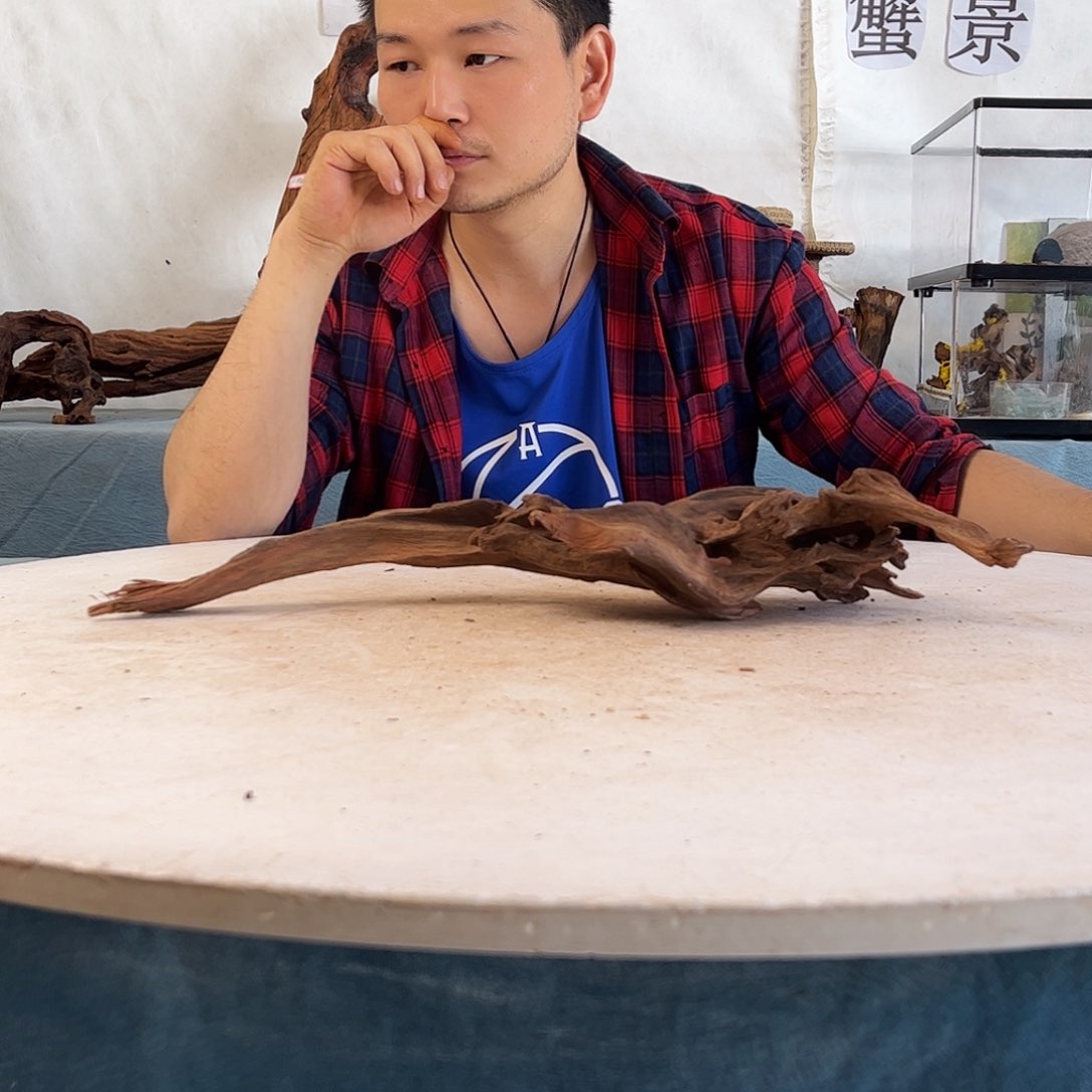 沉木造景寄居蟹景