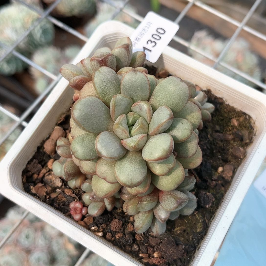 阿雅园艺。    1300