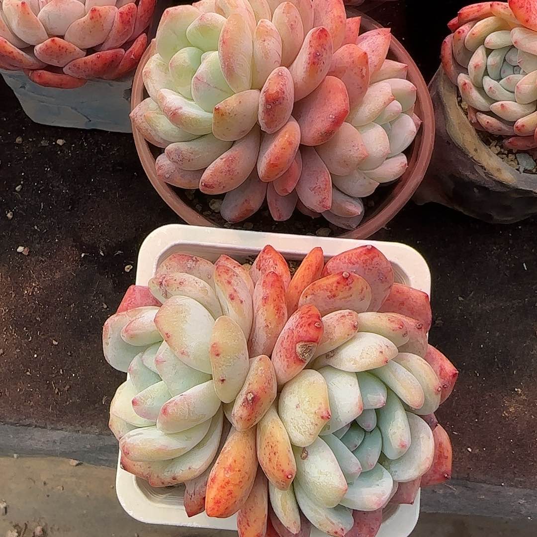 石化两颗红血橙特价