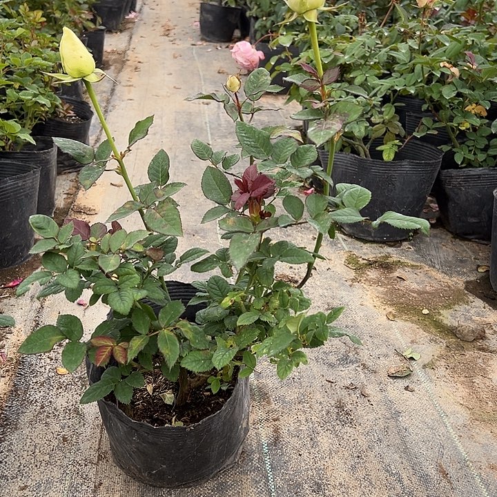 当前无花栽培后可以开花