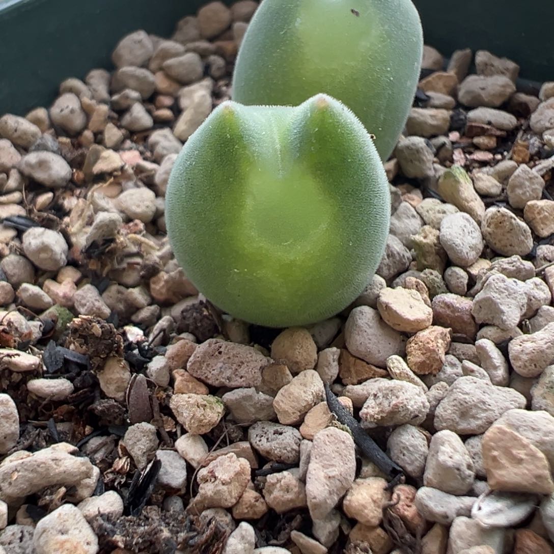 6***6差价多肉植物多肉