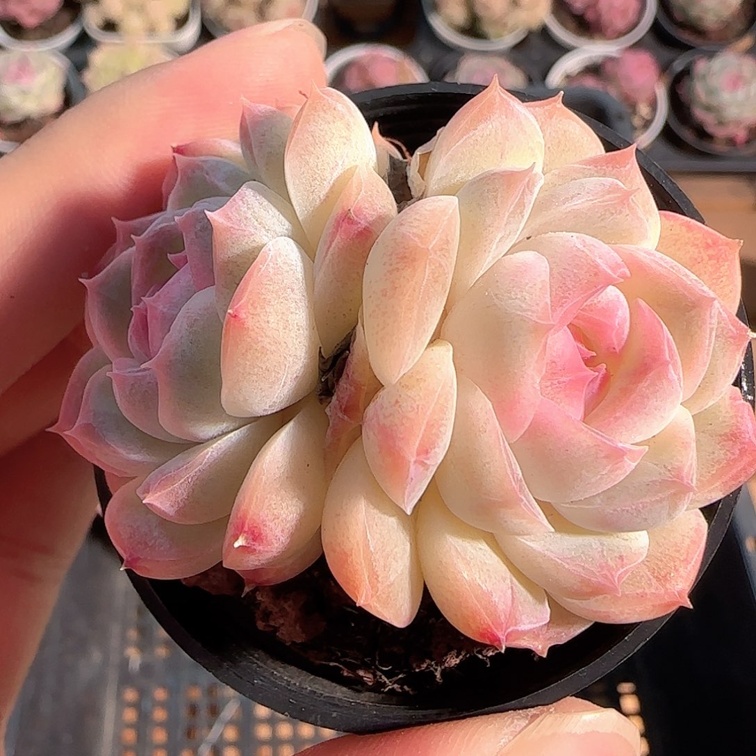 多肉1211-71白桃汽水双头