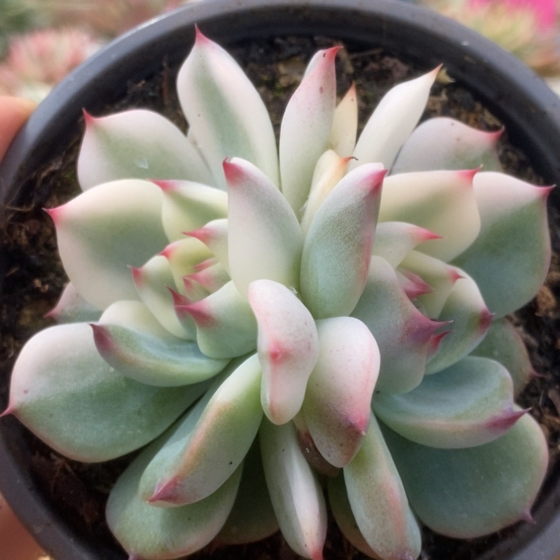 037锦锦锦锦锦锦锦锦锦