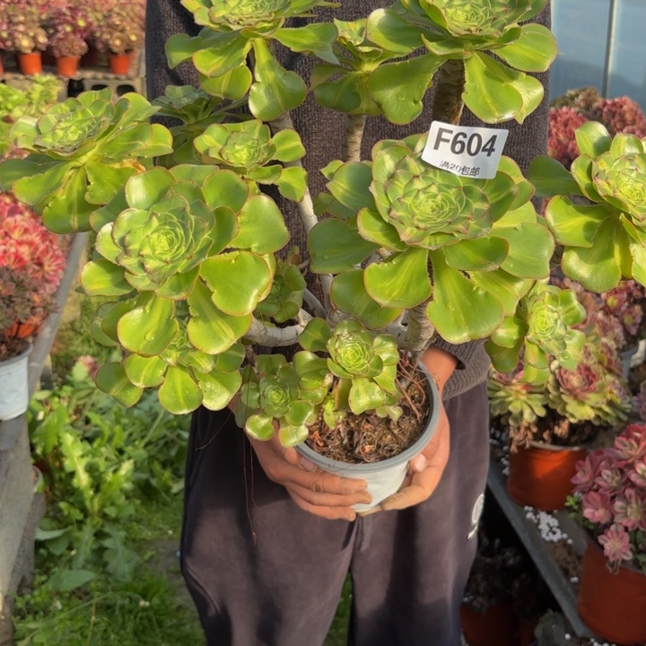 瑞妈，，，。。。604暴君