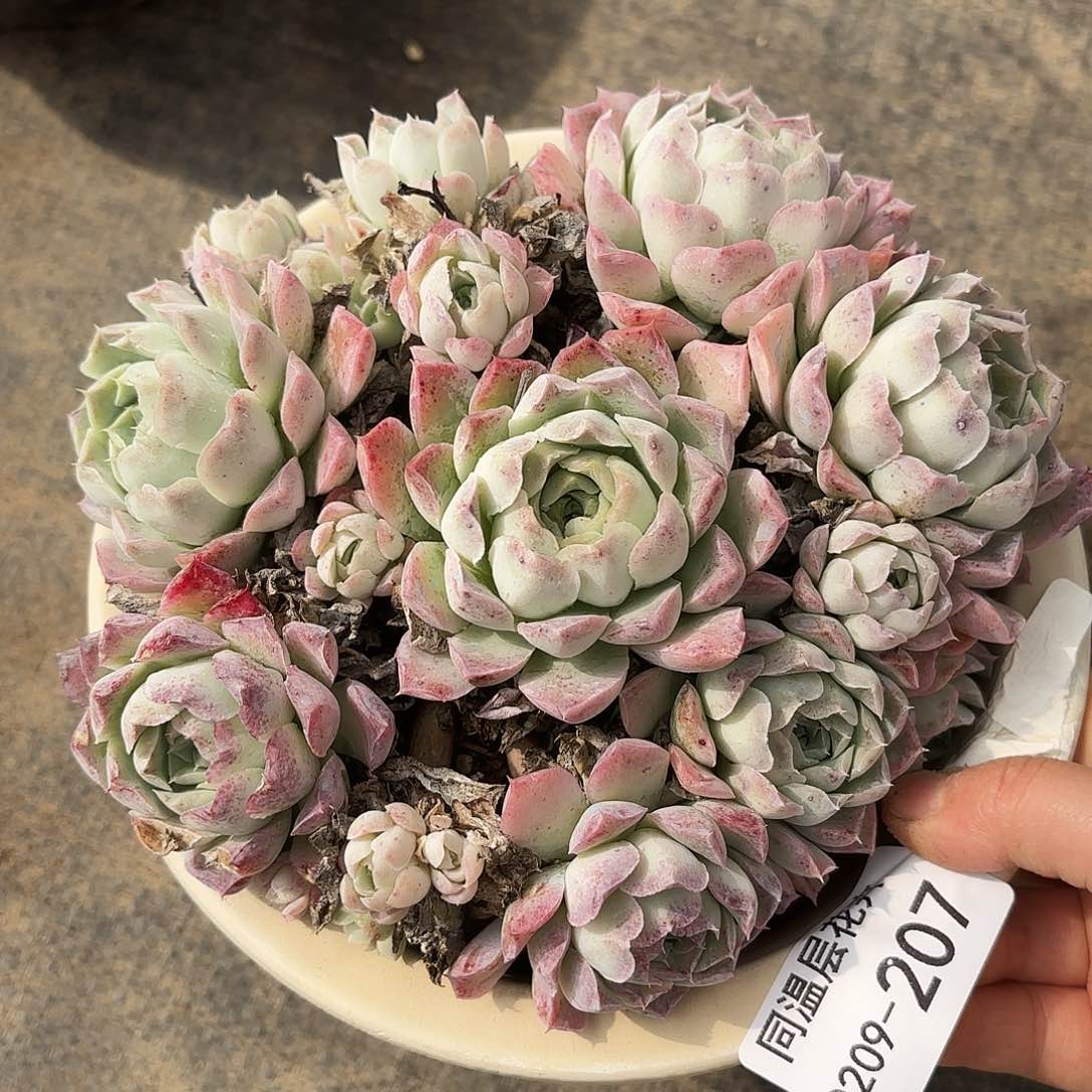 同温层多肉沁馨207