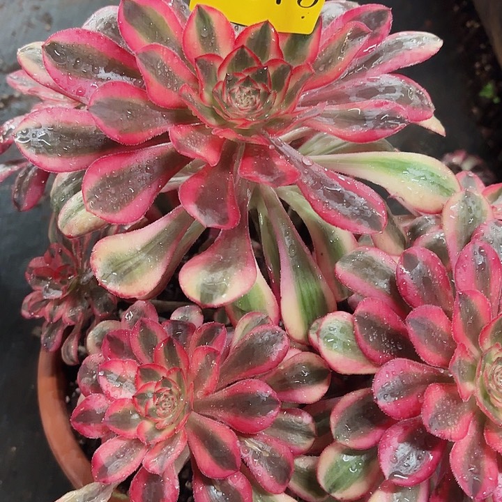 多肉植物福利1673