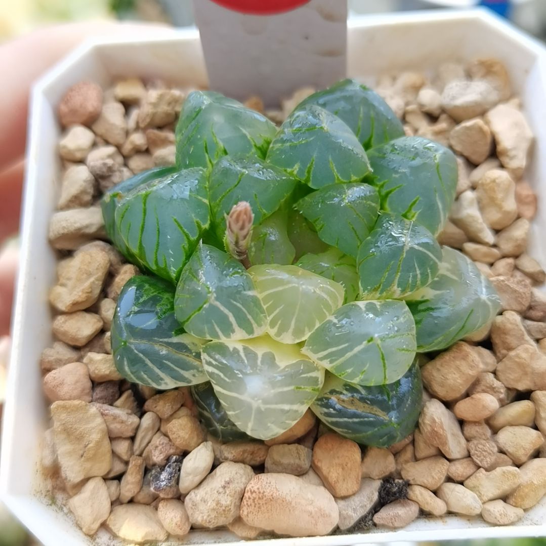 158号玉露锦一物一拍带盆土发货