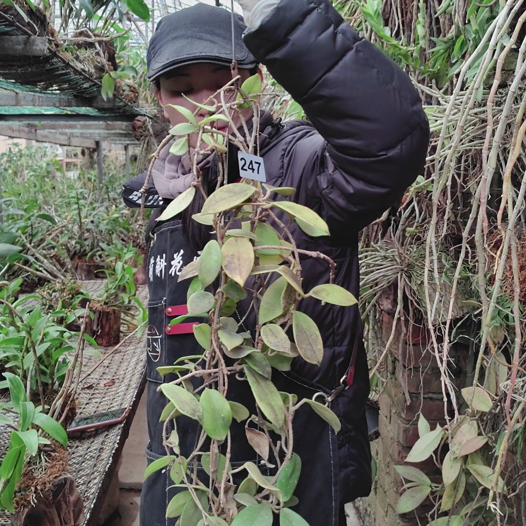 247球兰花卉植物花卉
