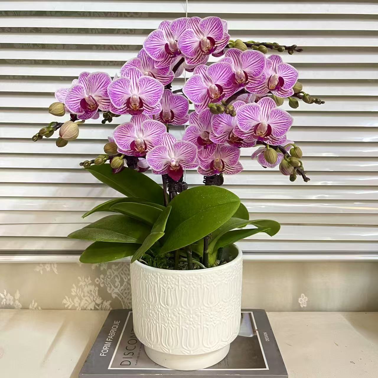 【紫线条】 蝴蝶兰 花色鲜艳 优质苗情 广州基地直发
