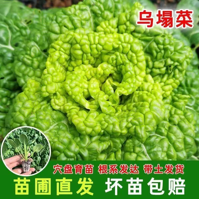 乌塌菜苗基地直发家庭阳台小院四季种植盆栽地栽易种易活