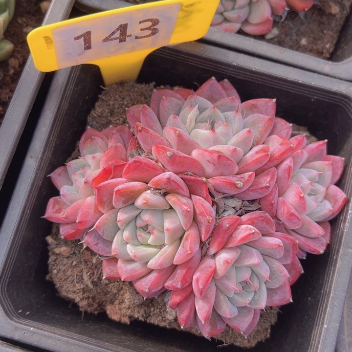 健健康康平平安安