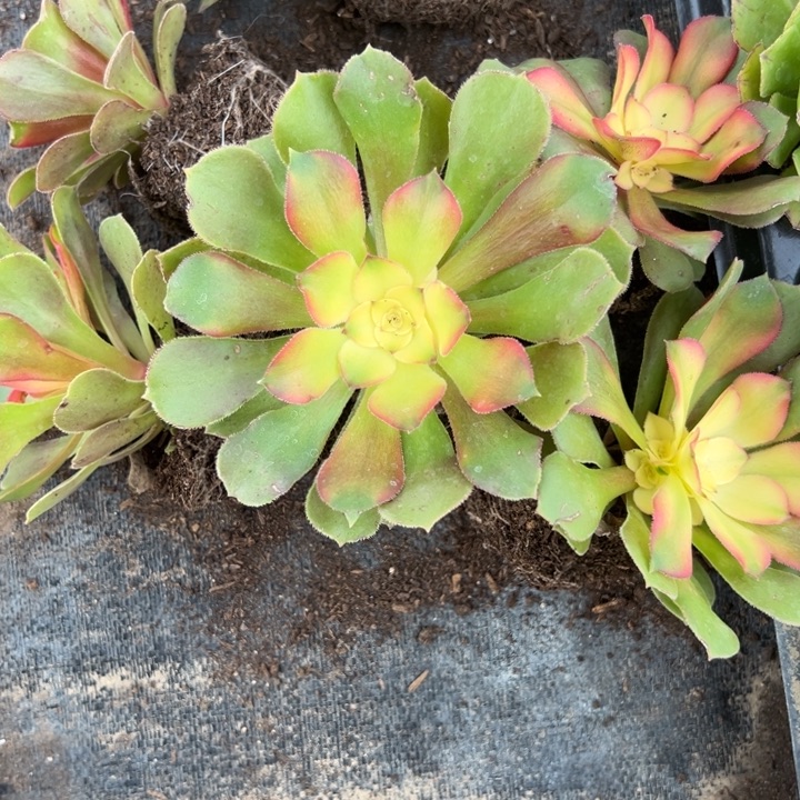 多肉植物子母单6颗