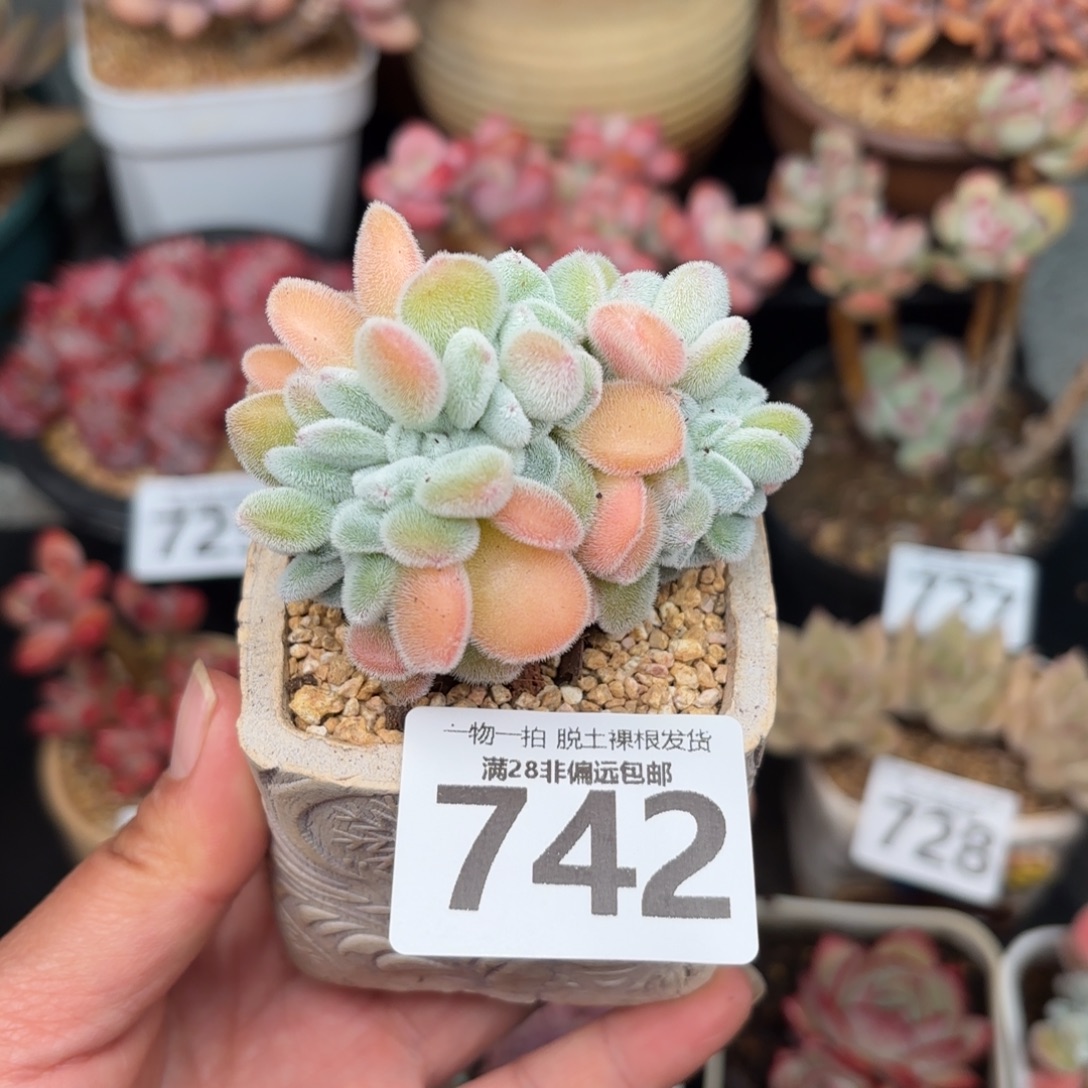 雪晃星缀化无盆土发货