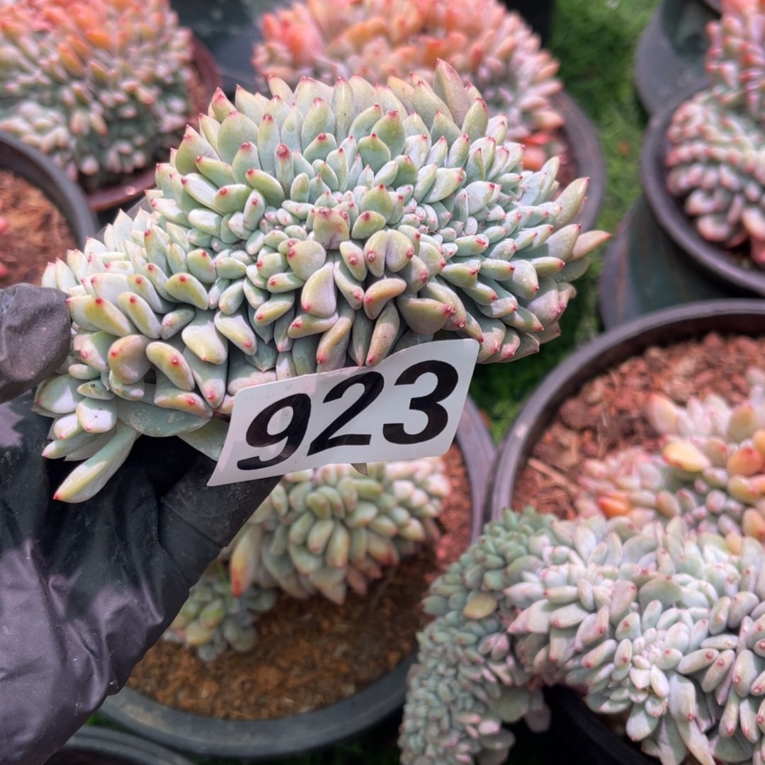 晓***晓923号148899999999