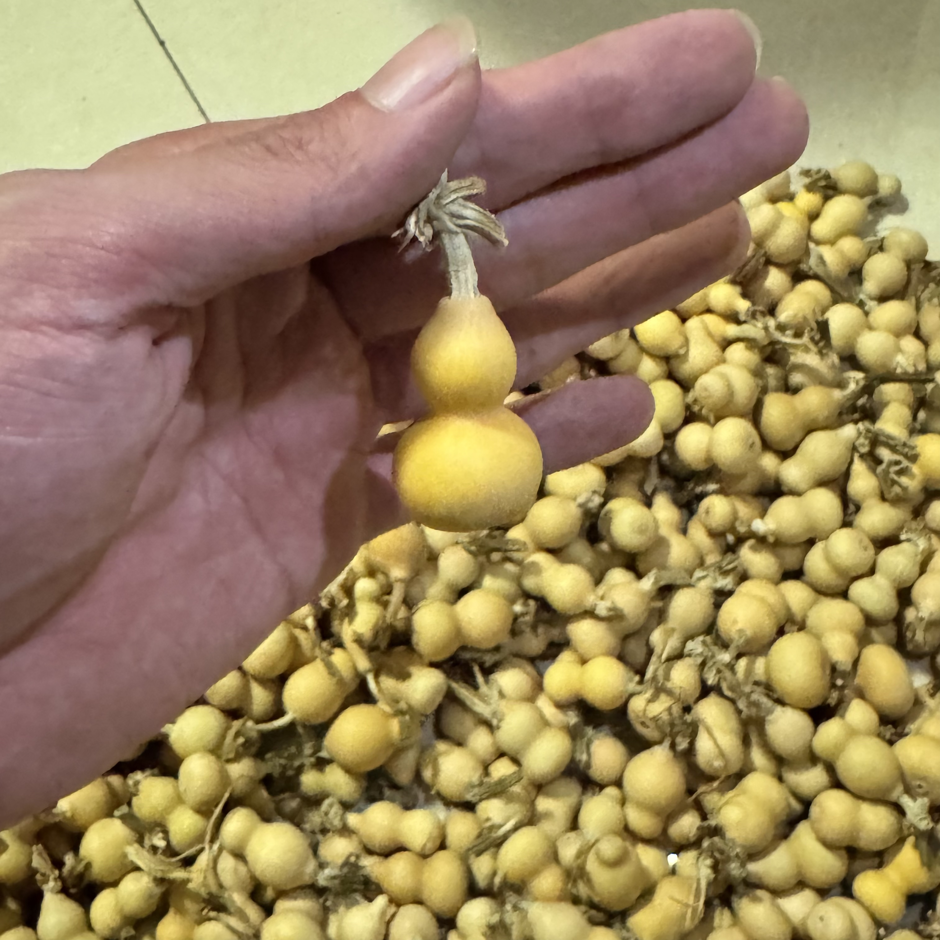天然小葫芦 精品通货