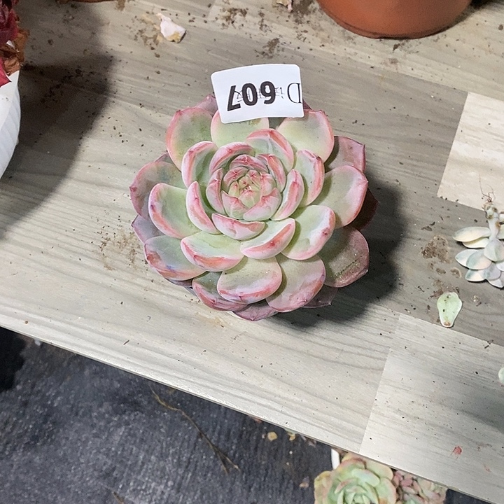 默***默607红栾多肉植物多肉