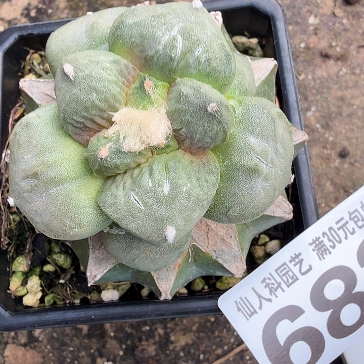 无花朵682白肌牛舌牡丹东三