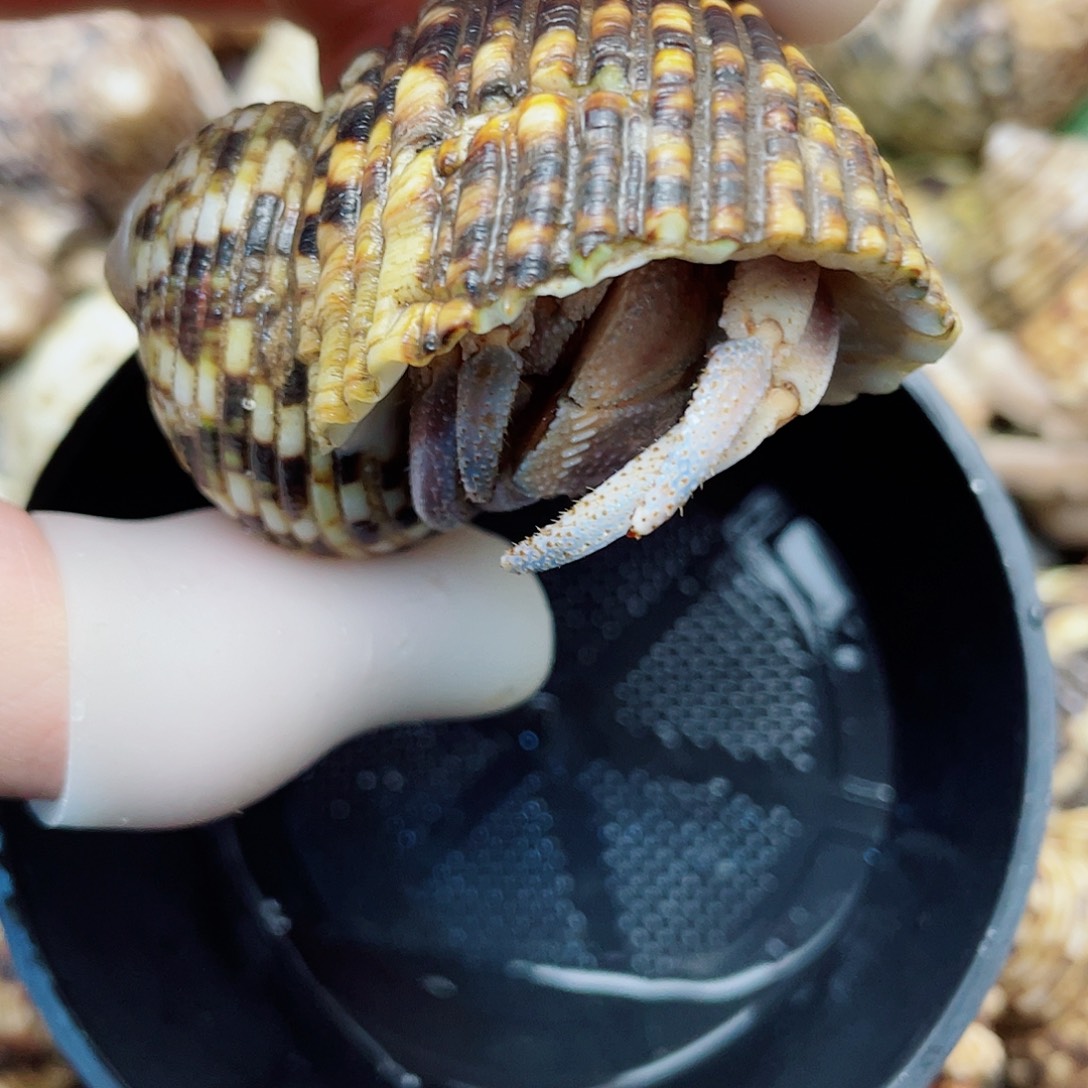 2.5口东帝汶灰白 冲吧