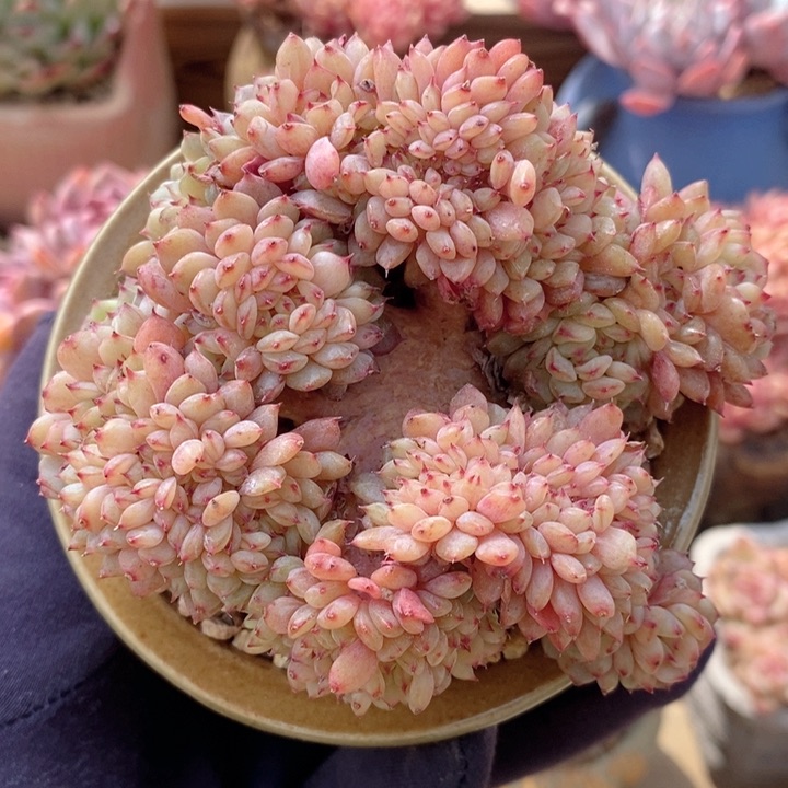 白胖子缀 h h j p 666