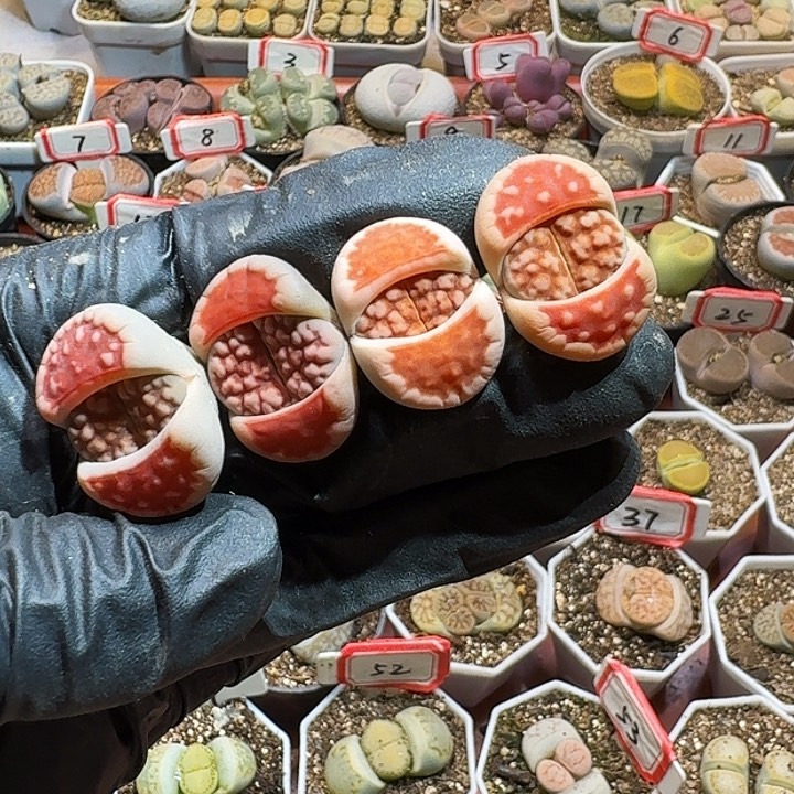 生石花233:：：。  87