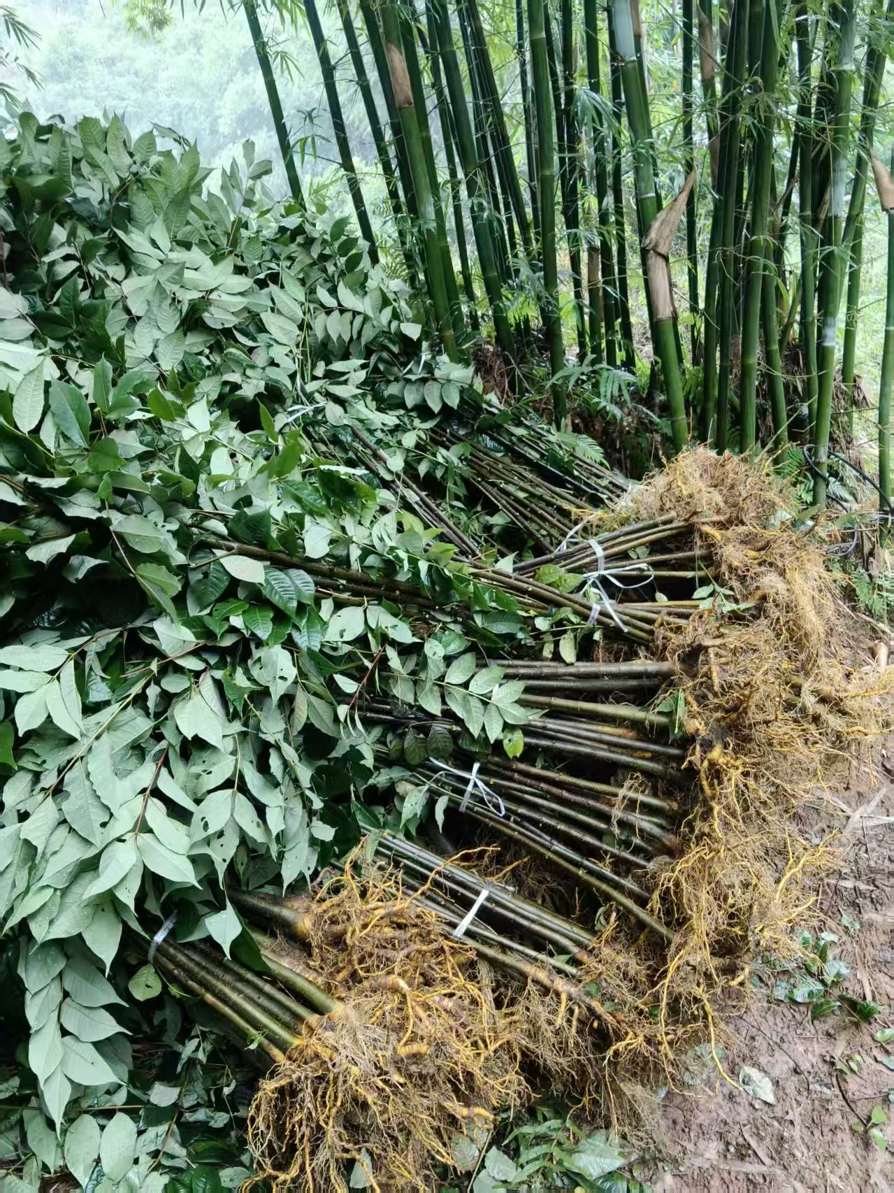 正宗宜宾厚皮川黄柏苗