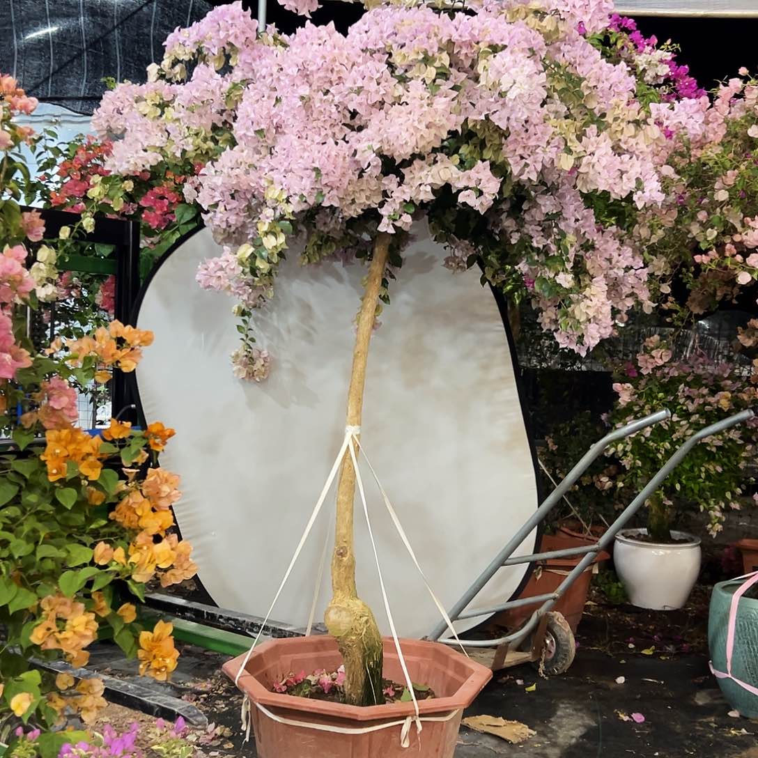 爽***！完全开放三22222222