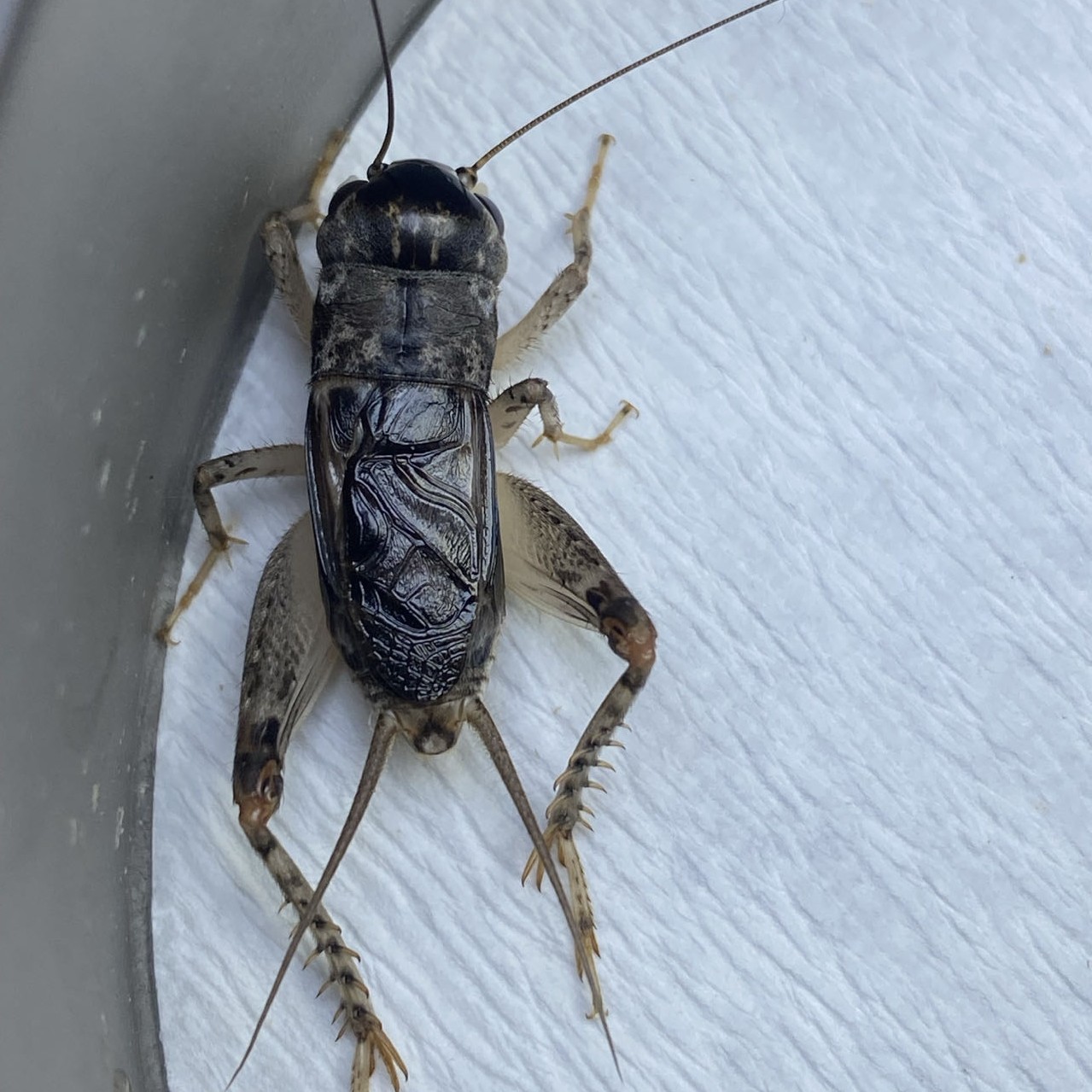 鲁宁精品冬版白虫蟋蟀蛐蛐（一物一拍，图片仅供参考）