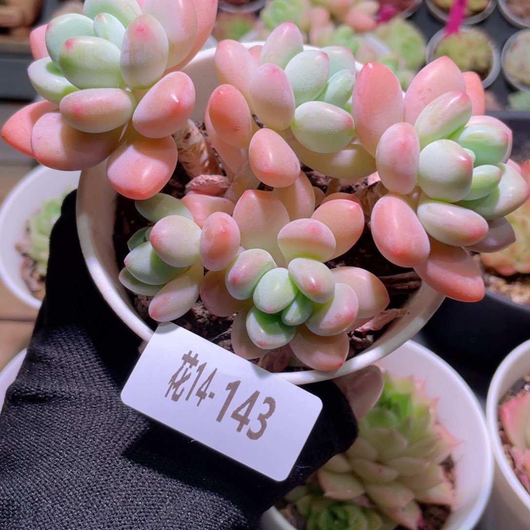 花利美14-143洛神