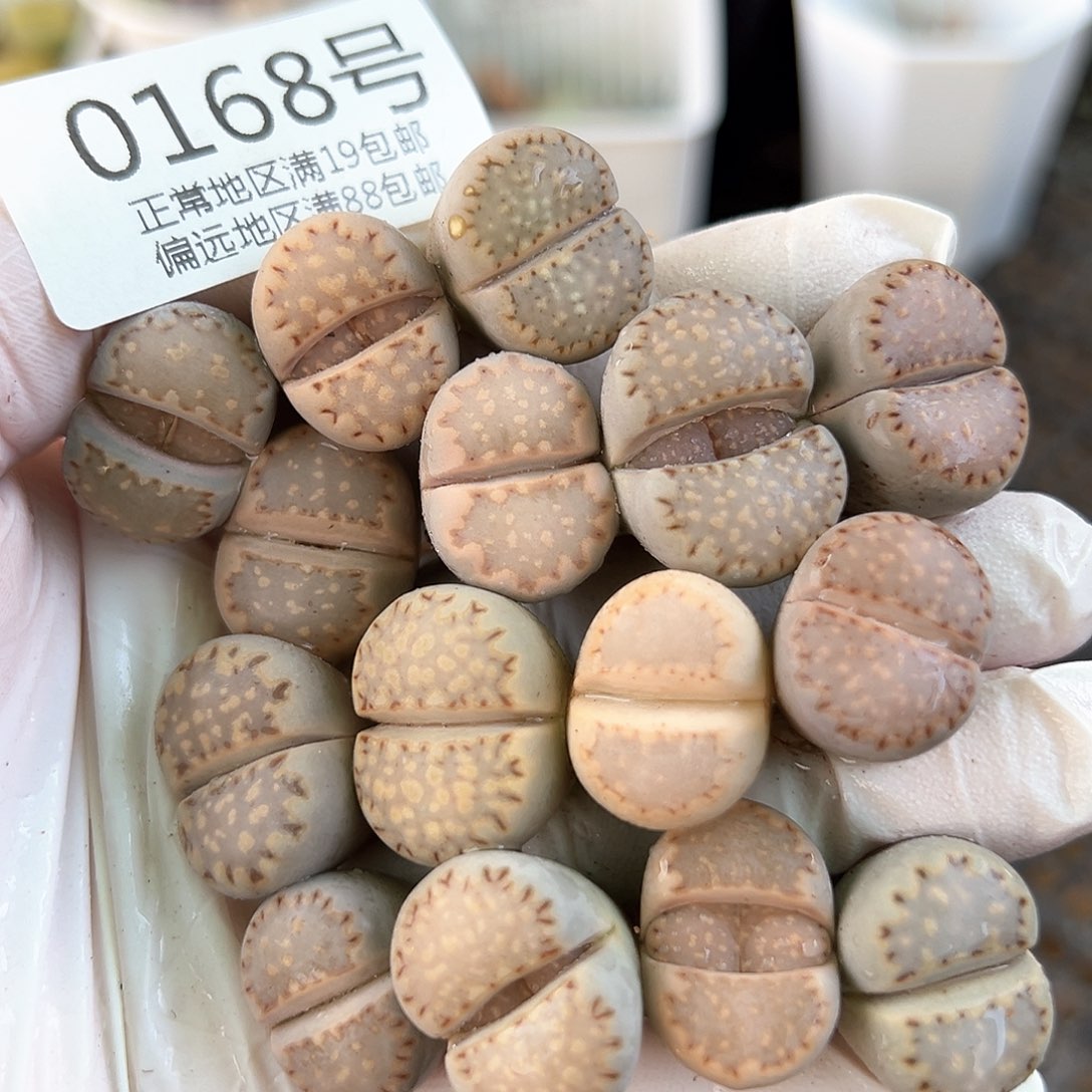 0168四年饼干15颗1.5-2cm