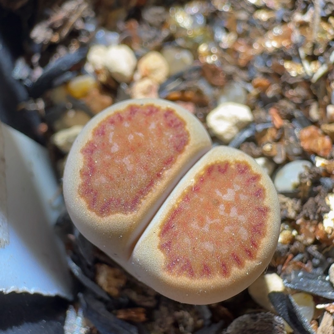 Sss清仓便宜出了1086