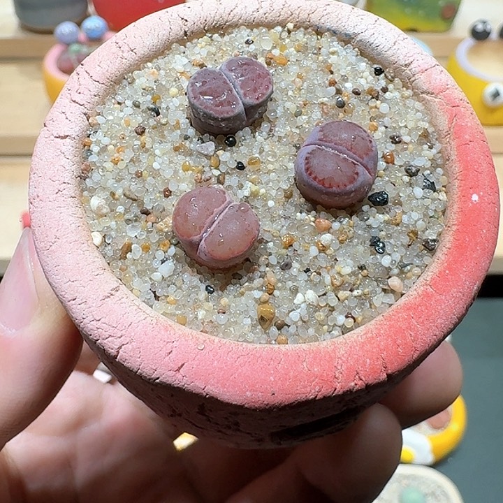 红陶蘑菇677紫饼