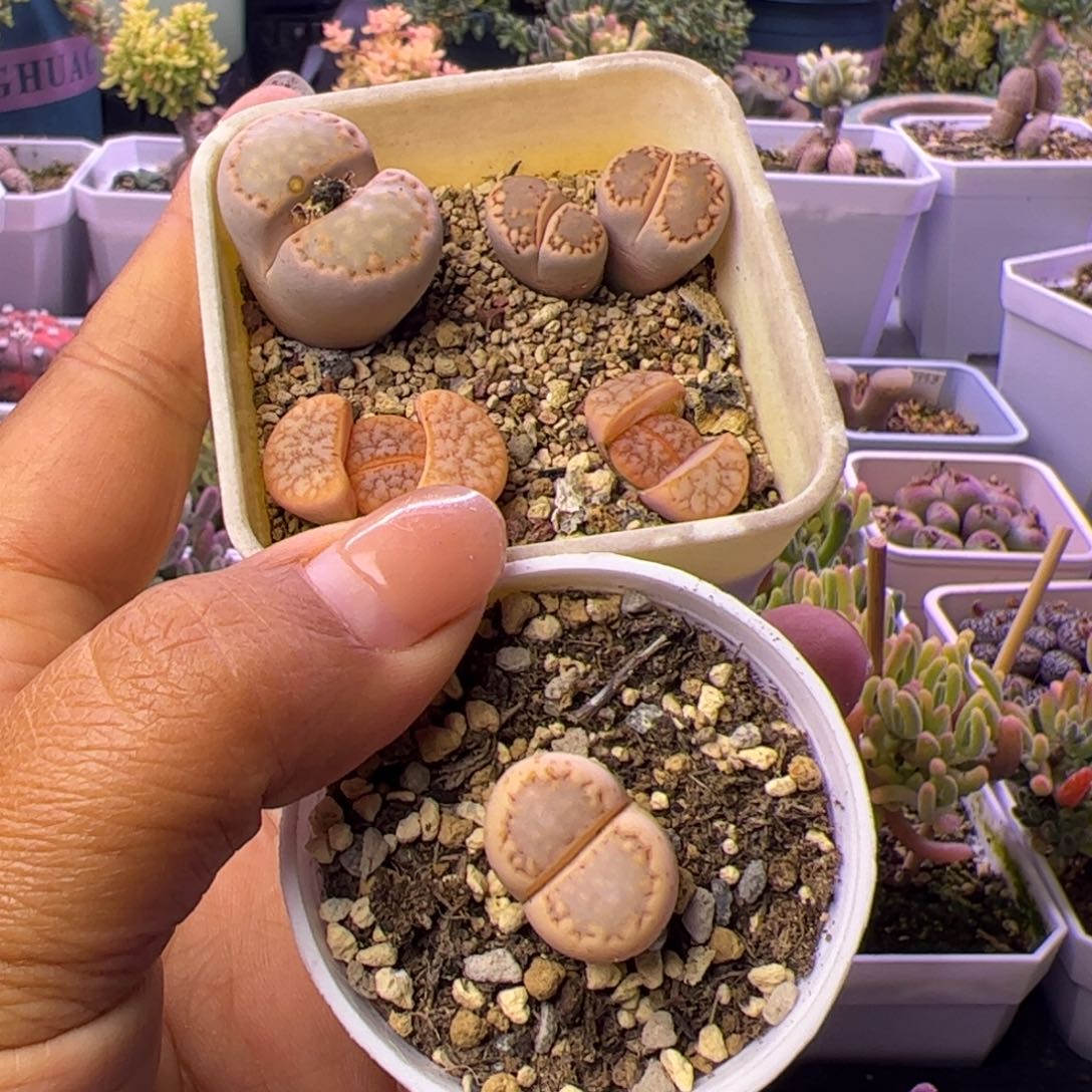 瓜***呱多肉植物番杏生石花