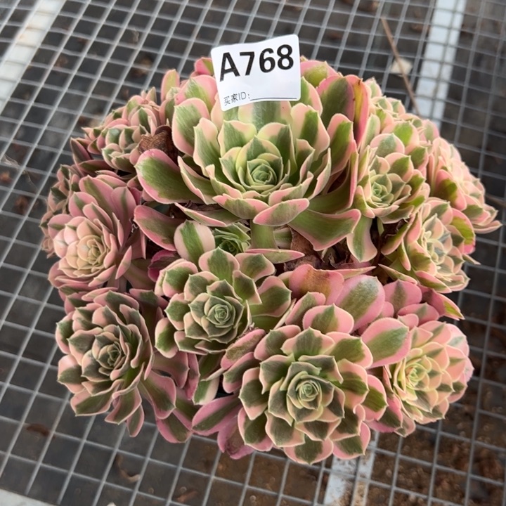 768粉女郎23厘米左右